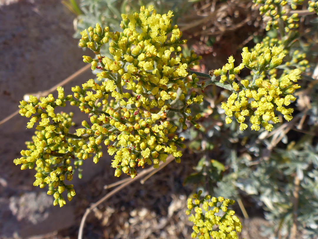 Tiny yellow flowers