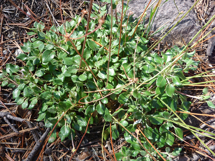 Group of plants