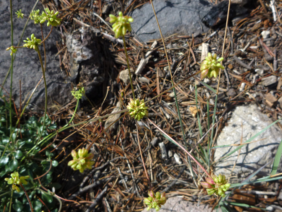 Narrow stems