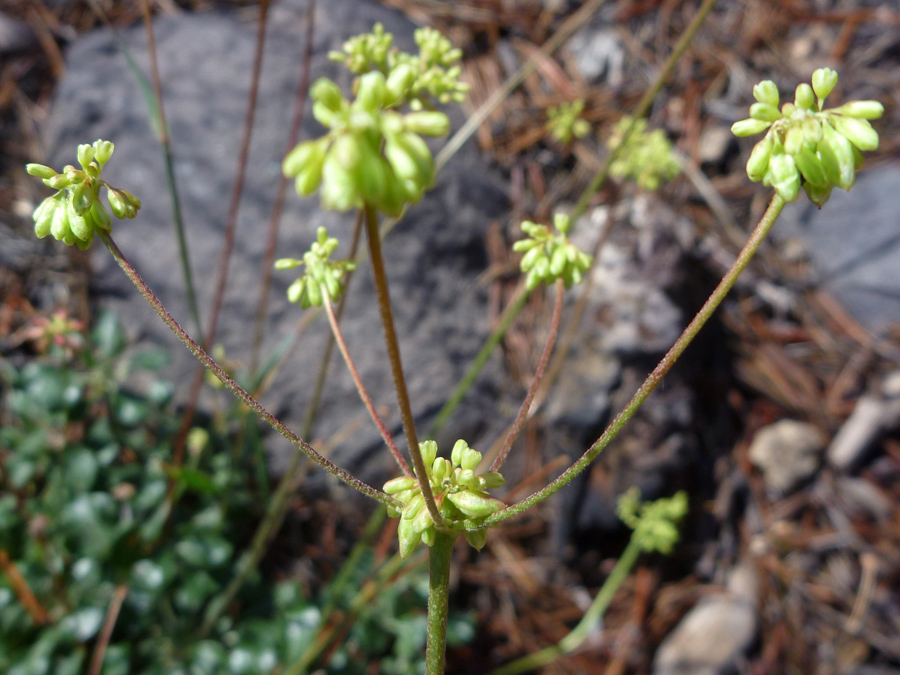 Five flower stalks