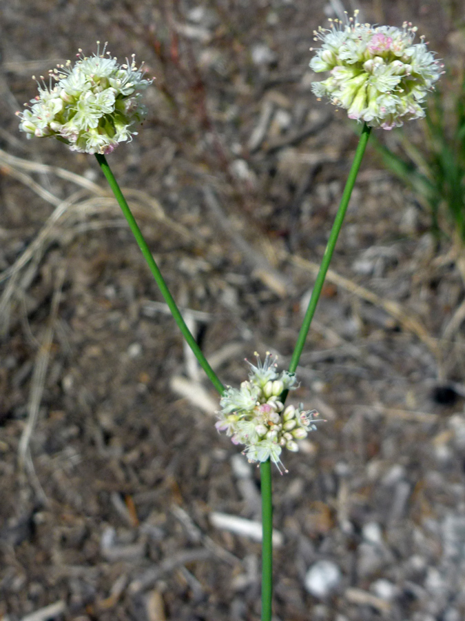 Three clusters