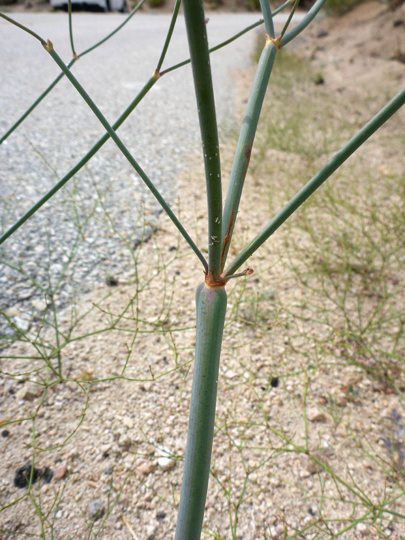 Branched stem