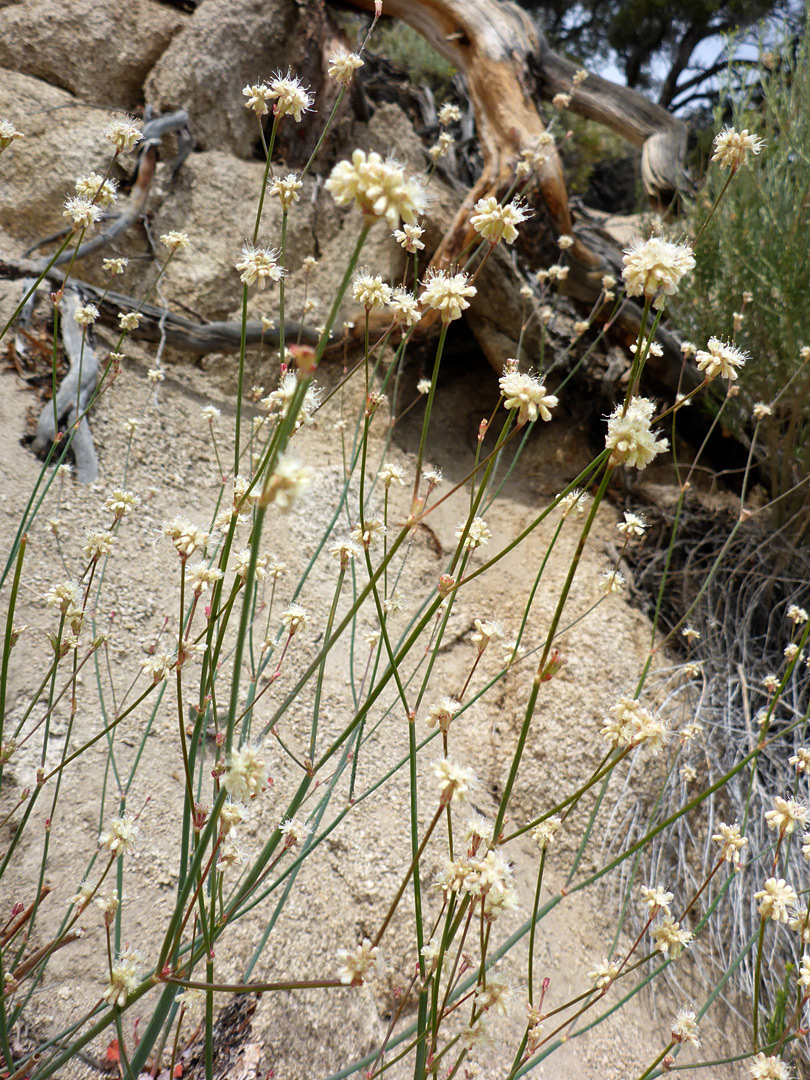 Flowering stems