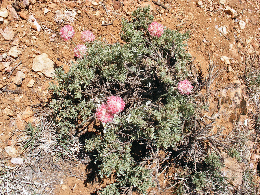 Pink flowers