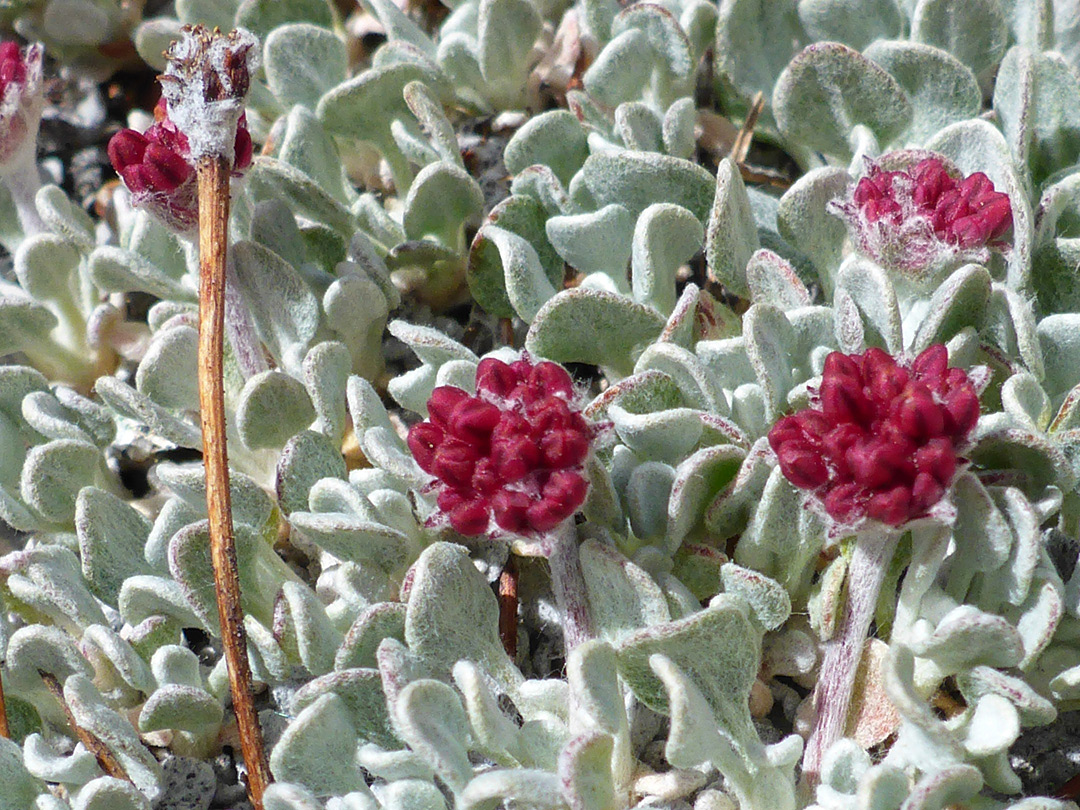 Compact flower clusters