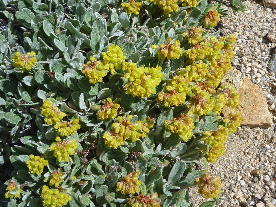 Leaves and flowers