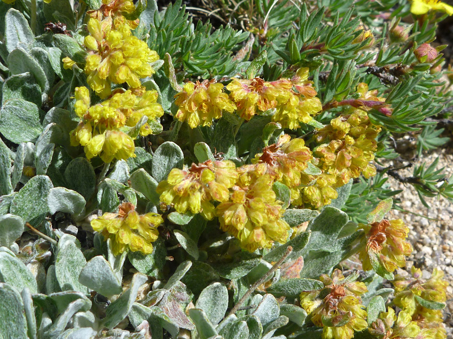 Yellow flowers