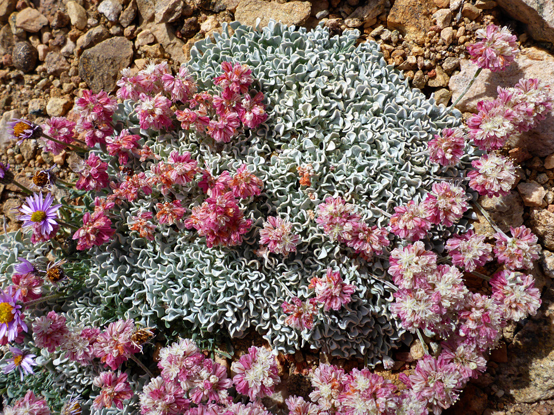 Flowers and leaves