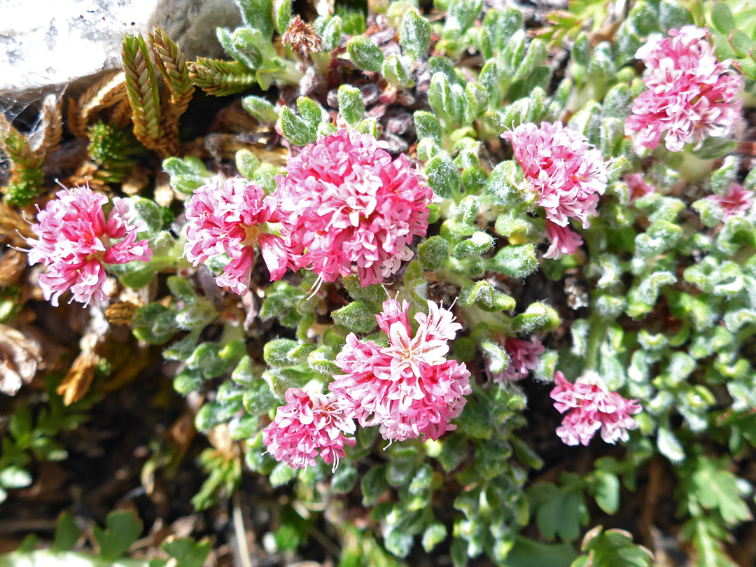 Spherical flower clusters