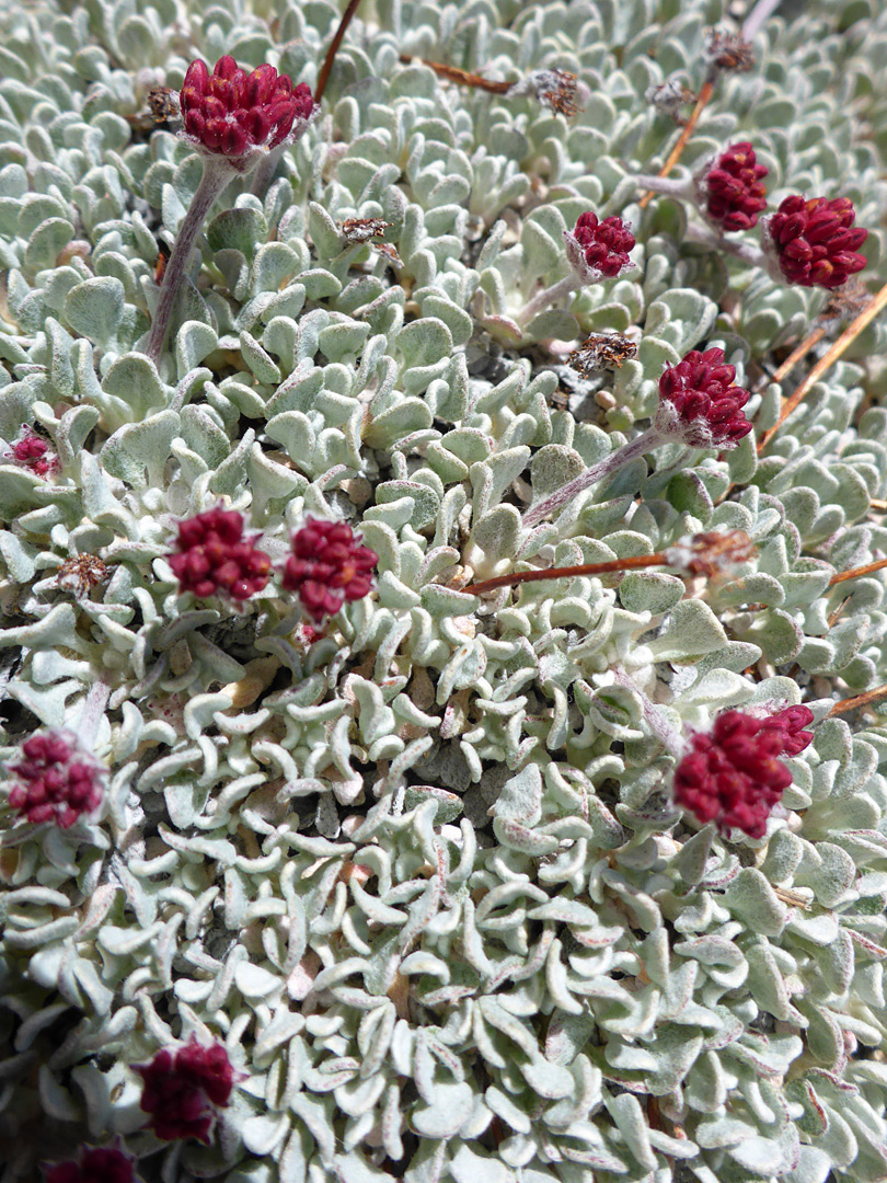 Mat-like, grey-green leaves