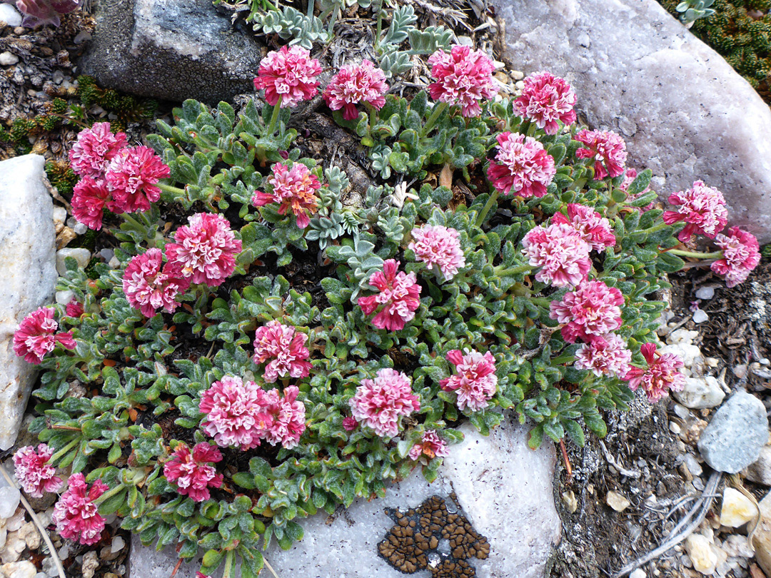 Reddish-pink flowers