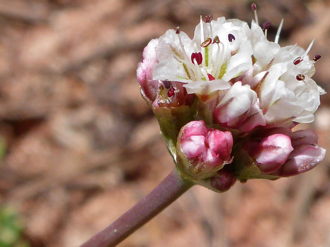 Compact flower cluster