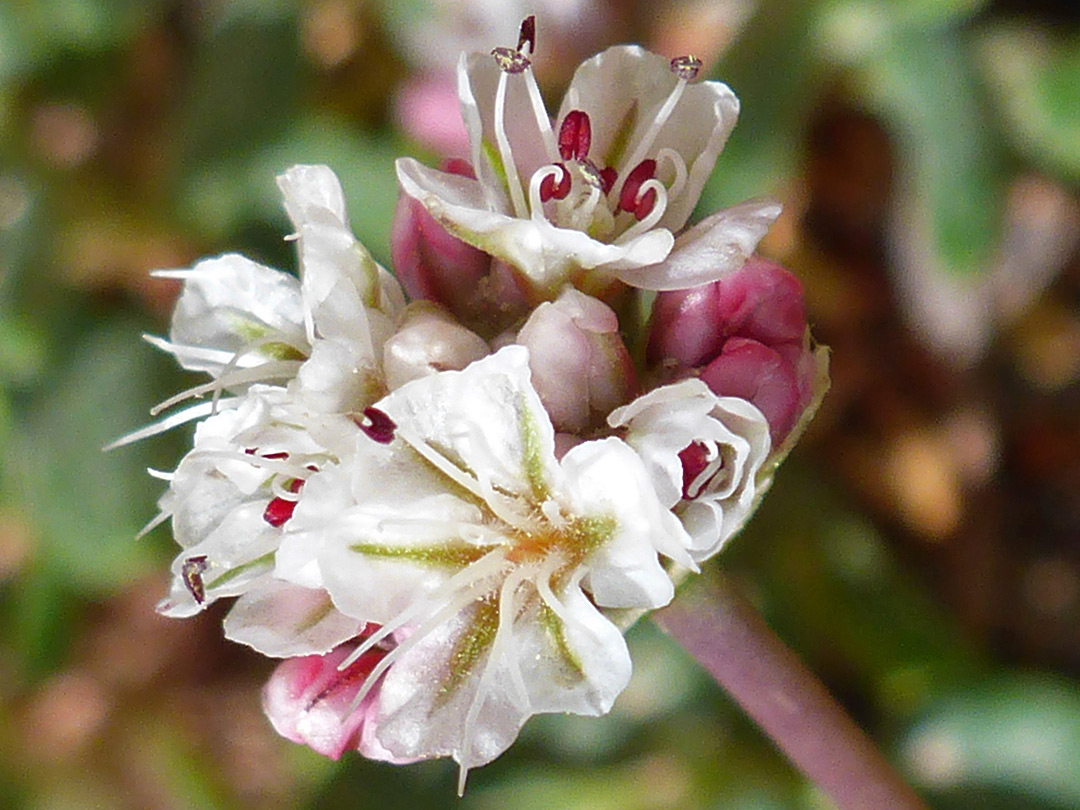 White petals and stamens