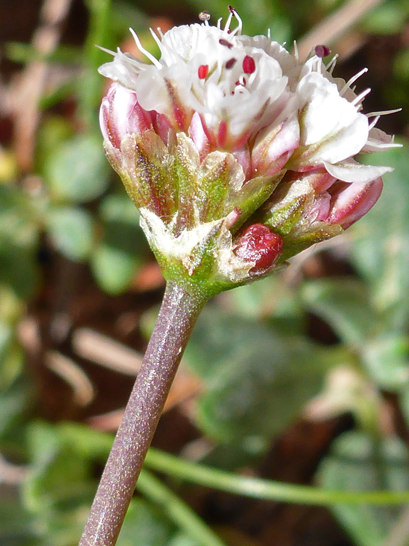 Greenish bracts