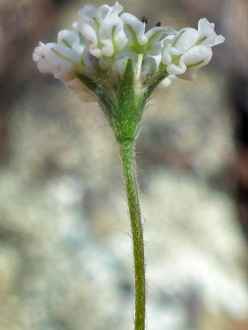 Hairy stem and bracts