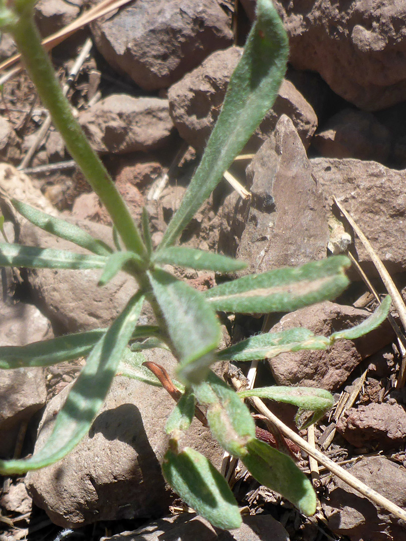 Basal leaves