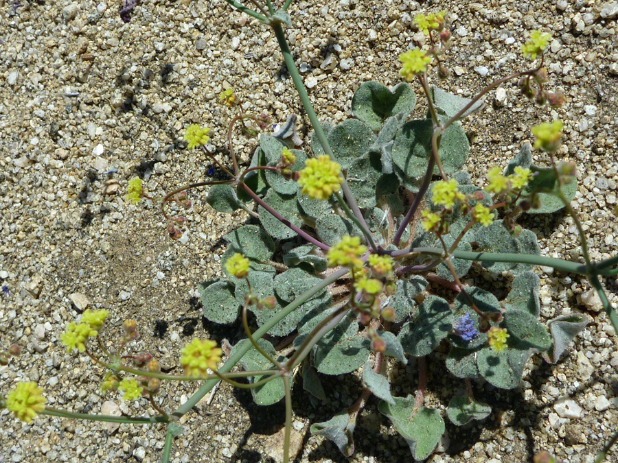 Yellow flowers