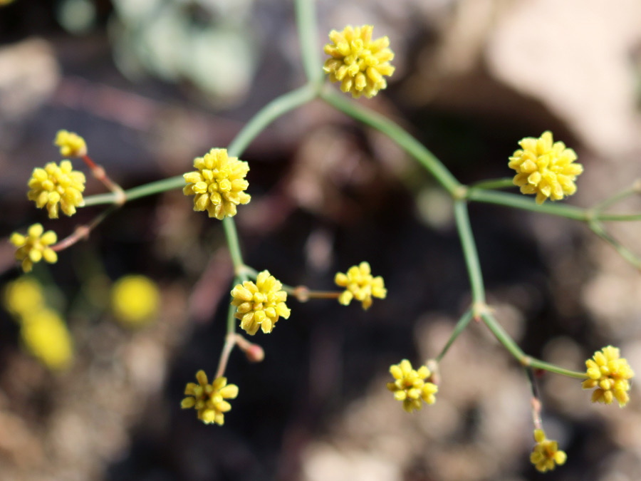 Flower clusters