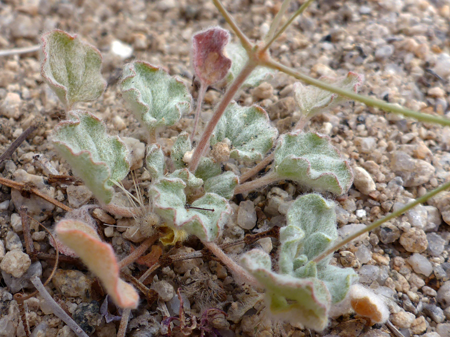 Hairy leaves