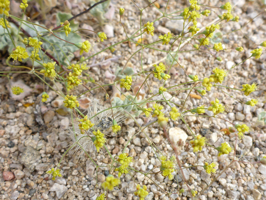 Many flowers