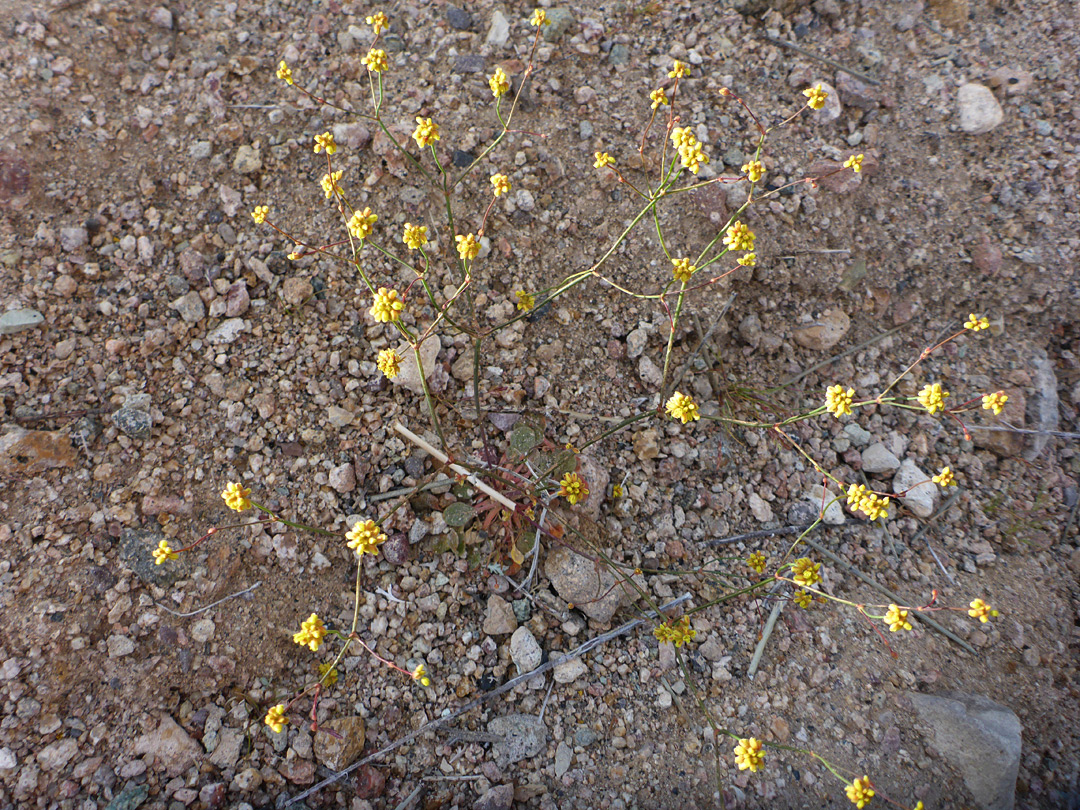 Branched flowering stems