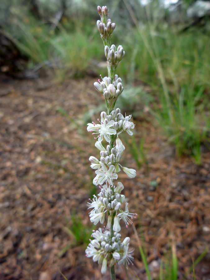 Flowers and buds