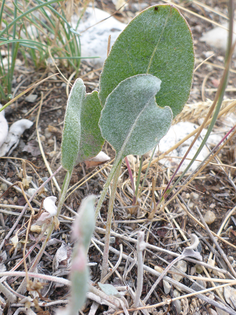 Long-stalked ovate leaves