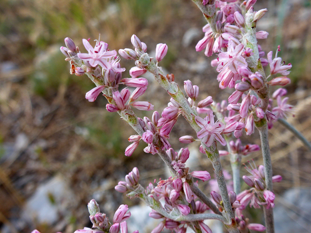 Pale pink flowers
