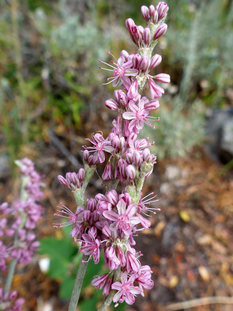 Elongated flower cluster