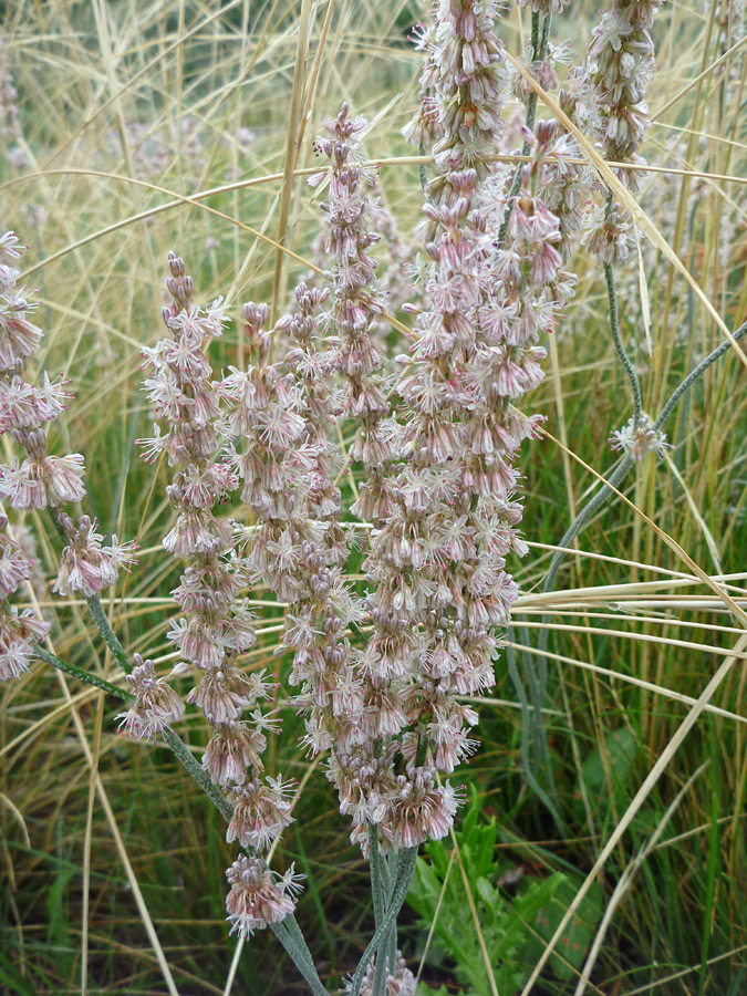 Many flowers