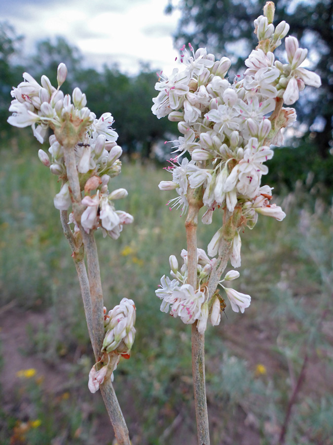 White flower clusters