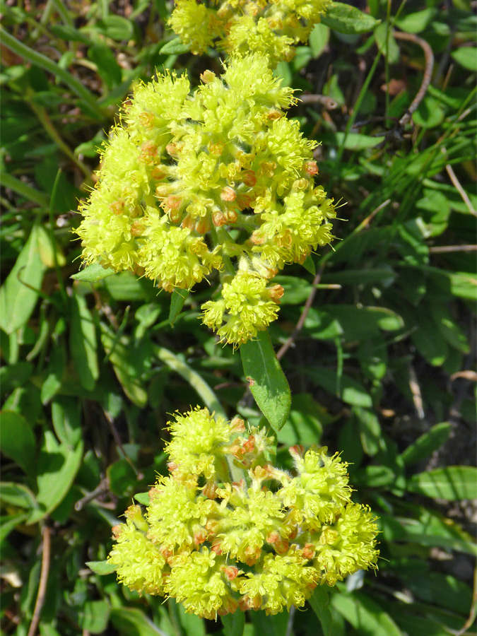 Bright yellow flowers