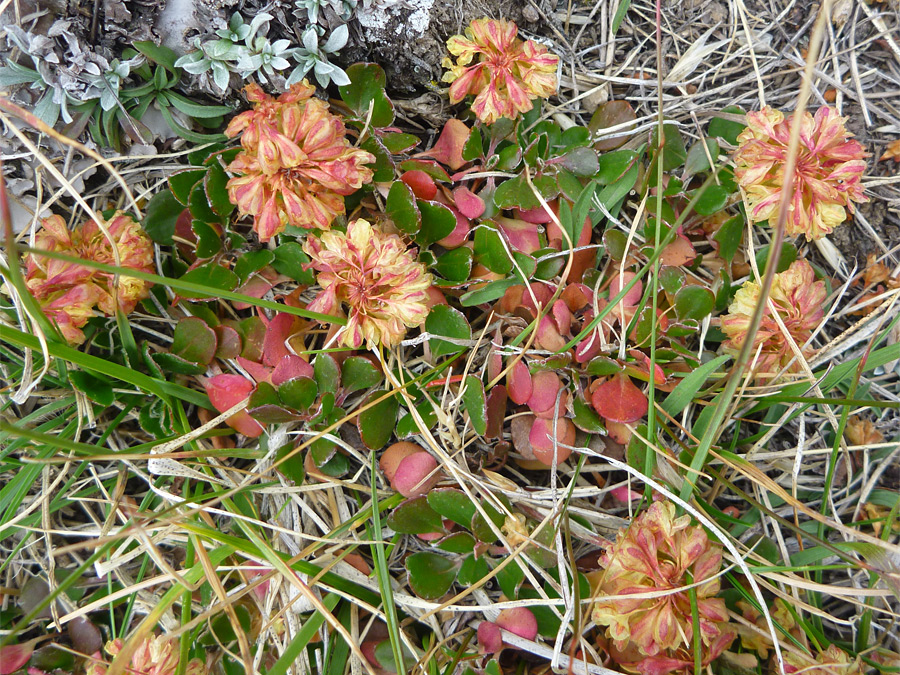 Flowers and leaves