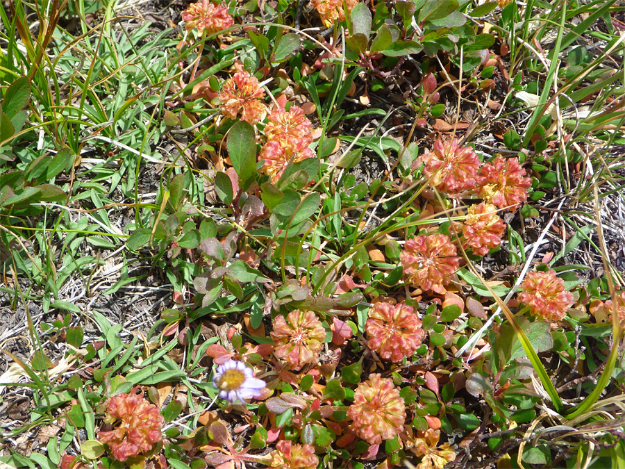 Orange red flowers