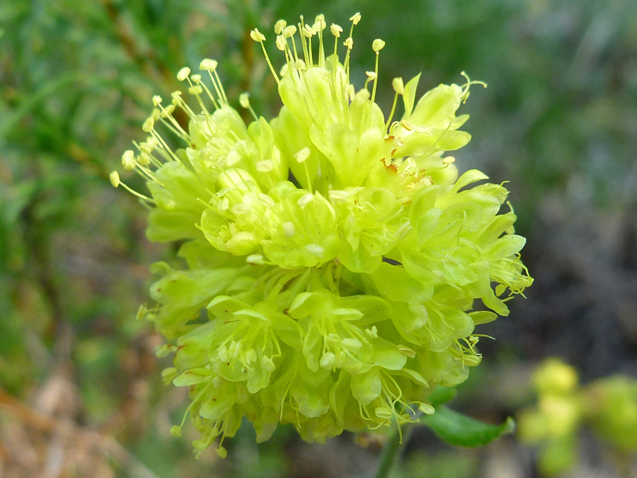 Spherical flower cluster