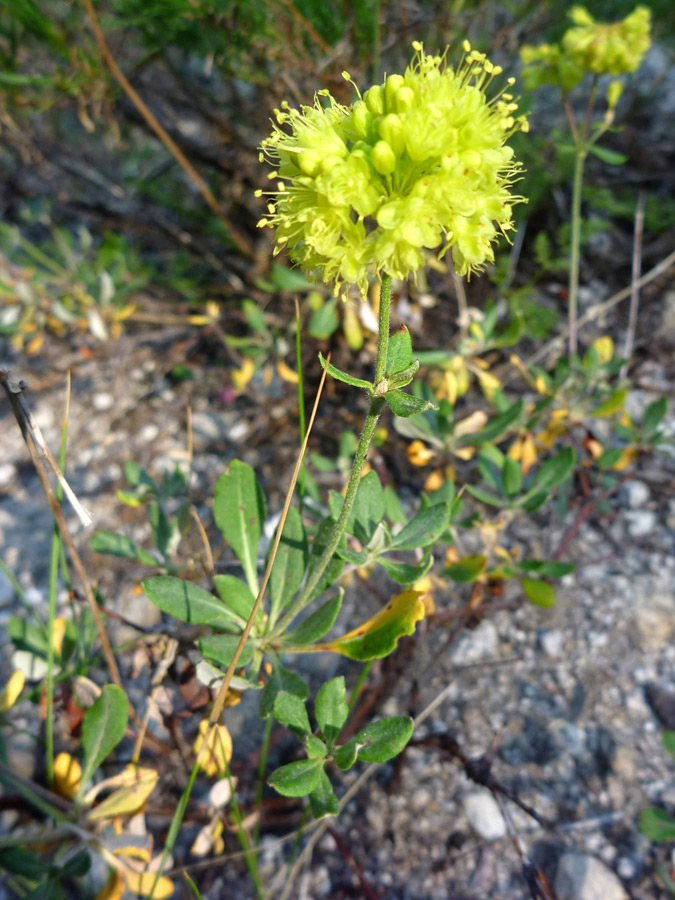 Flowers and stem