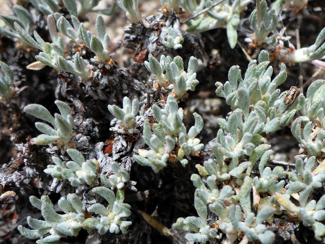 Short, greyish leaves