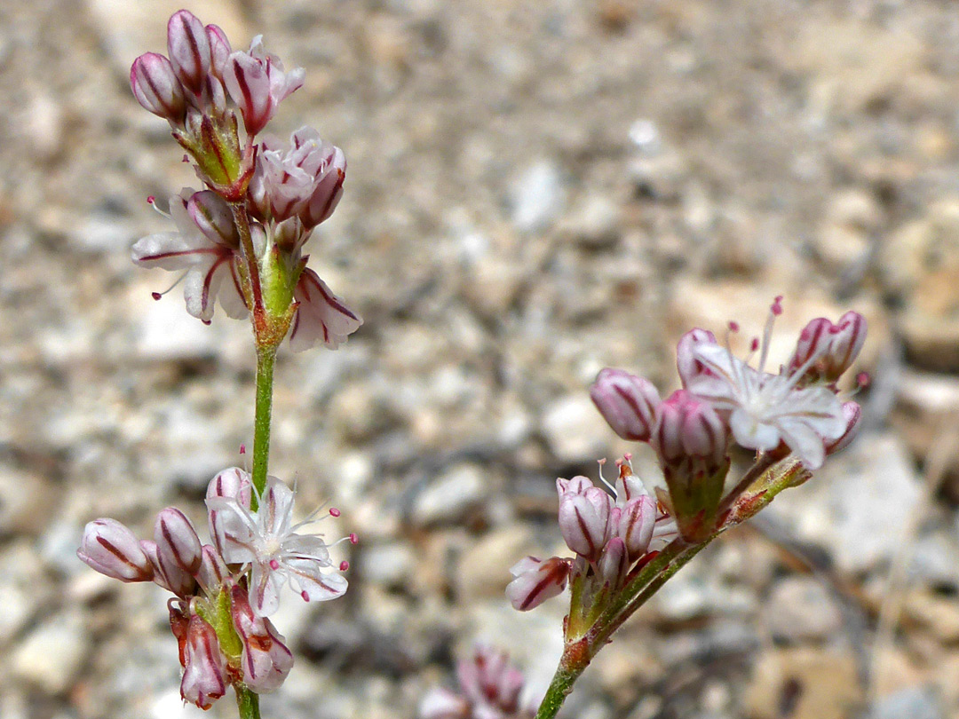 Three flower clusters