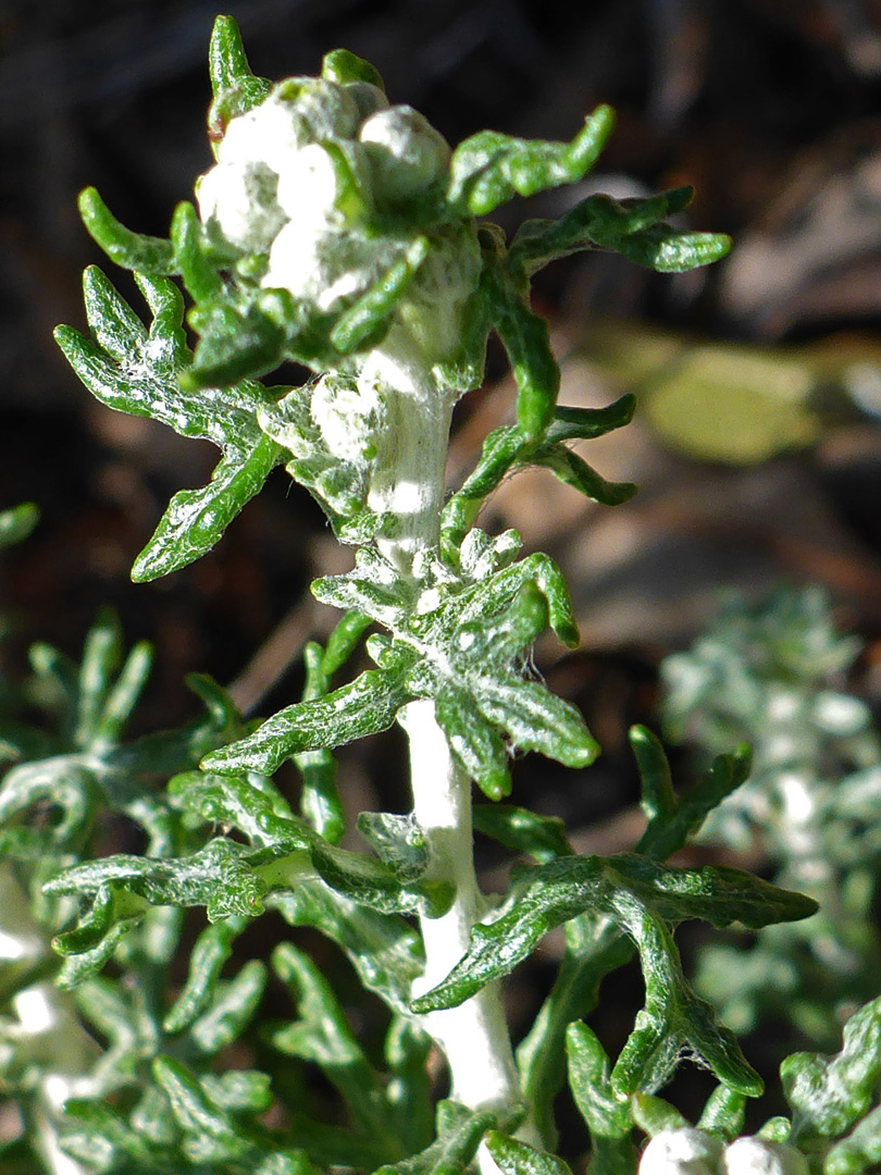 Leaves and stem