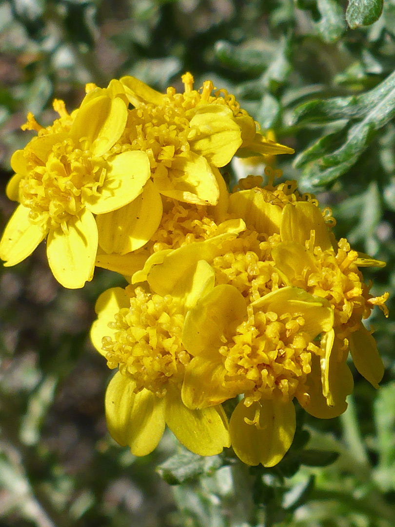 Yellow flowerheads