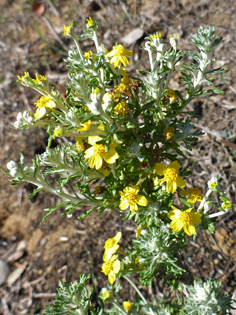 Leaves and flowerheads