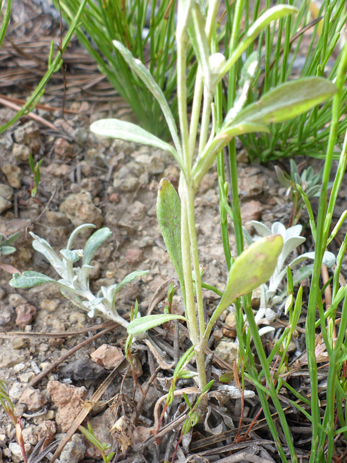 Stem and leaves