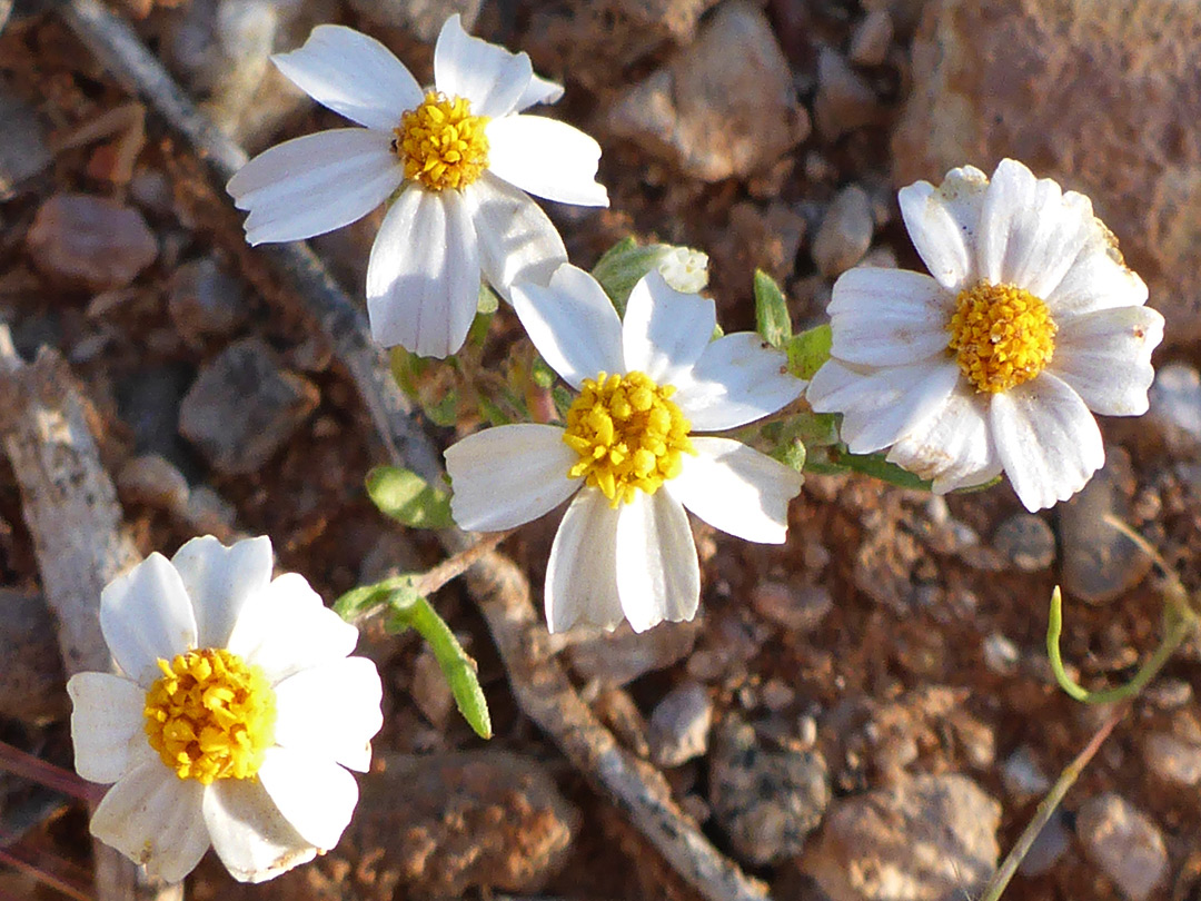 Four flowerheads