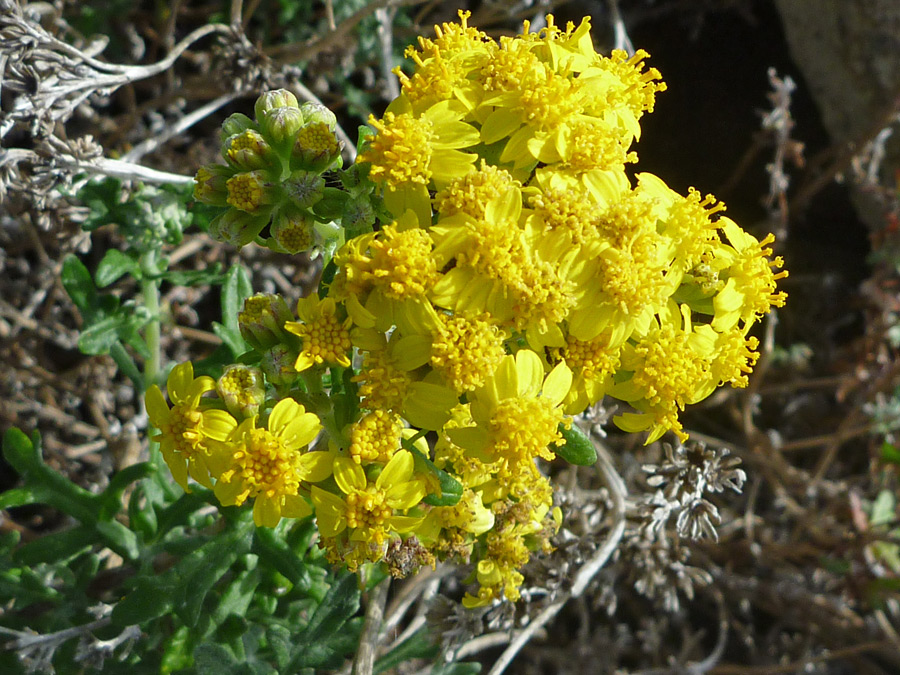 Flowers and buds