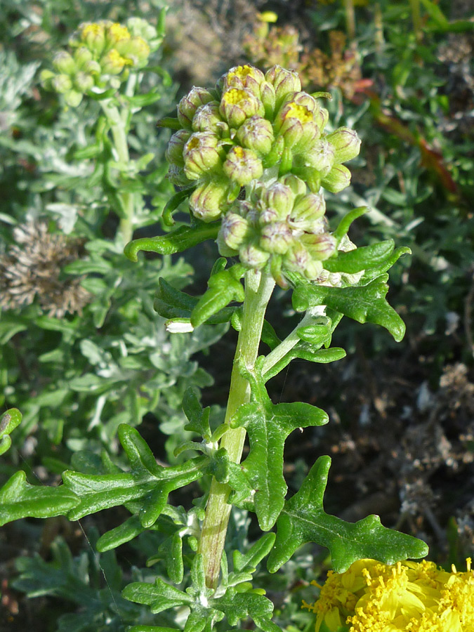 Buds and leaves