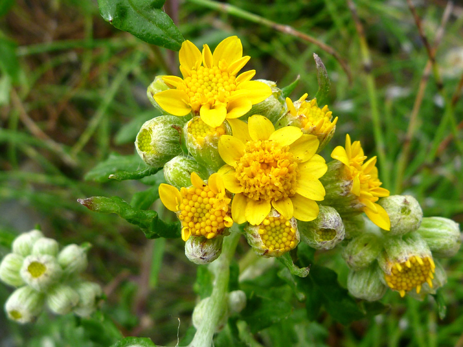 Inflorescence