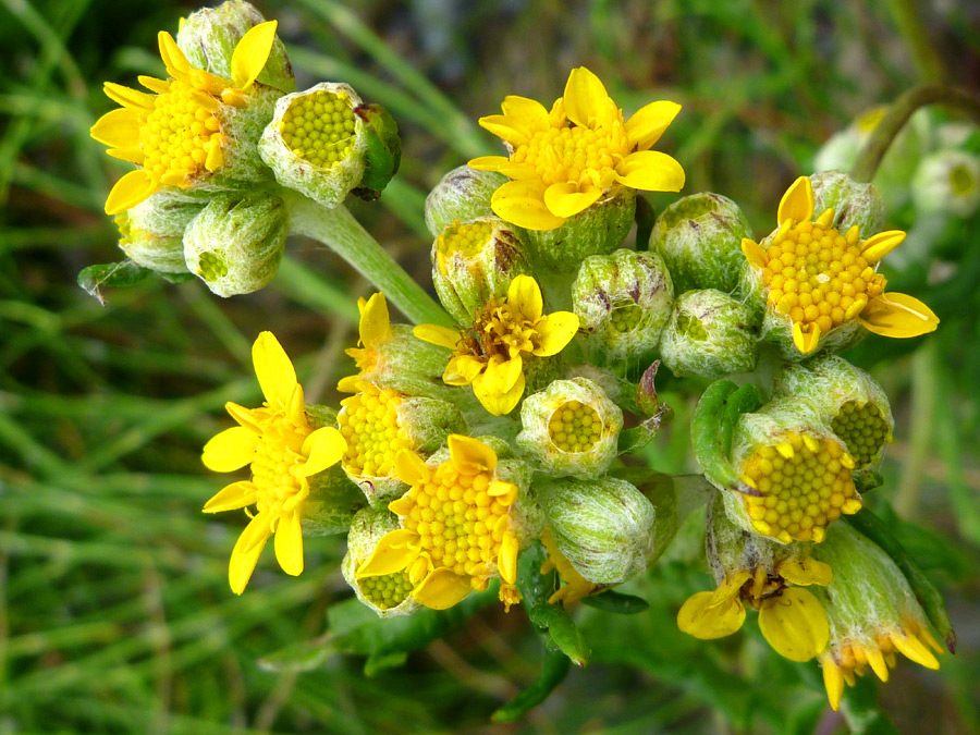 Opening flowers