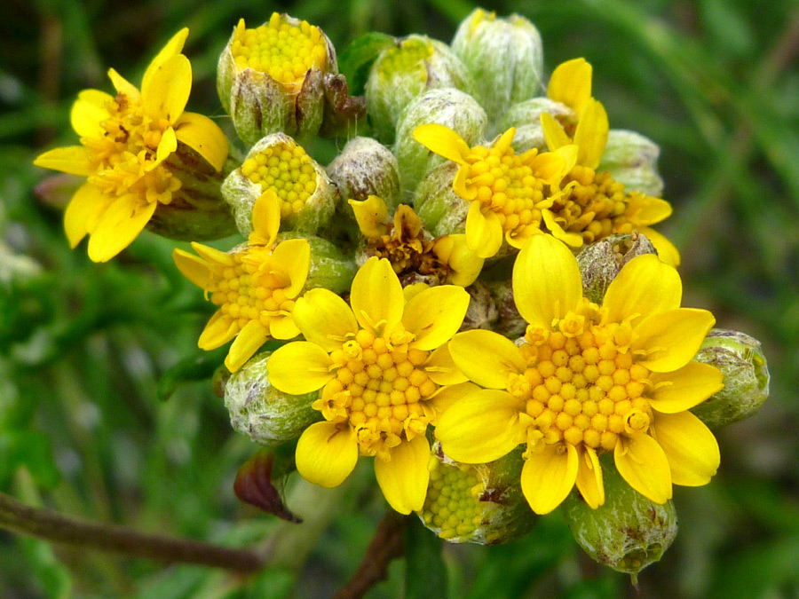 Buds and flowers