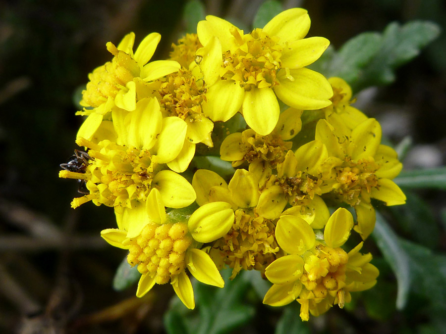 Group of flowerheads