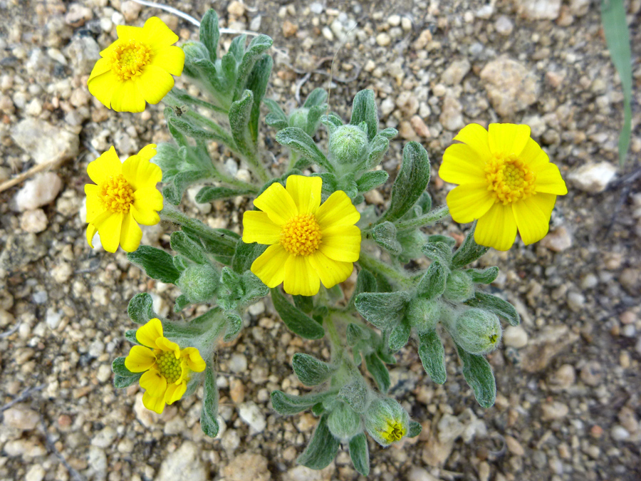 Flowers, buds and leaves